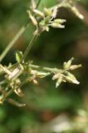 Sticky Chickweed