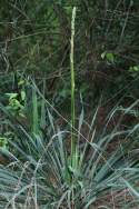 Louisiana Yucca