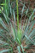 Louisiana Yucca