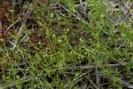 Dye Bedstraw / Stiff Marsh Bedstraw