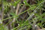 Dye Bedstraw / Stiff Marsh Bedstraw