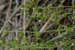 Dye Bedstraw / Stiff Marsh Bedstraw