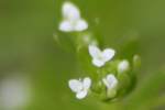 Dye Bedstraw / Stiff Marsh Bedstraw