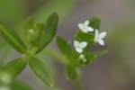 Dye Bedstraw / Stiff Marsh Bedstraw