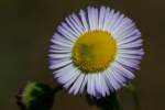 Plains Fleabane