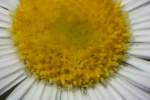 Plains Fleabane