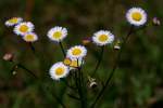 Plains Fleabane