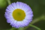 Plains Fleabane