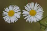 Plains Fleabane