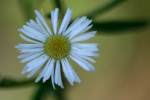 Plains Fleabane