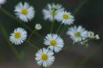 Plains Fleabane