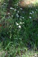 Plains Fleabane