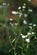 Plains Fleabane