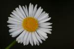 Plains Fleabane