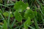 Pennywort