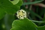 Pennywort