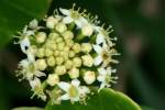 Pennywort