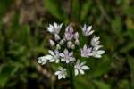 Wild Garlic