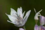 Wild Garlic