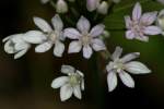 Wild Garlic