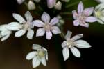 Wild Garlic