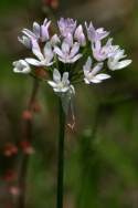 Wild Garlic