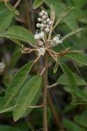 Healing Croton
