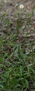 Prairie Fleabane