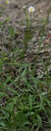 Prairie Fleabane