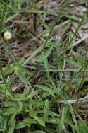 Prairie Fleabane