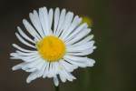 Prairie Fleabane