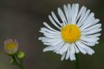 Prairie Fleabane