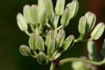 Prairie Plantain / Groovestem Indian Plaintain