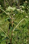 Prairie Plantain / Groovestem Indian Plaintain