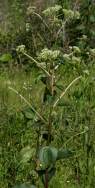 Prairie Plantain / Groovestem Indian Plaintain