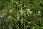 Prairie Plantain / Groovestem Indian Plaintain