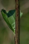 Prairie Plantain / Groovestem Indian Plaintain