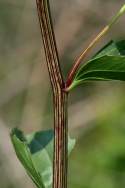 Prairie Plantain / Groovestem Indian Plaintain