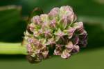 Prairie Plantain / Groovestem Indian Plaintain