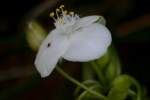 Bluejacket Spiderwort