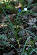 Bluejacket Spiderwort