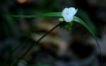 Bluejacket Spiderwort