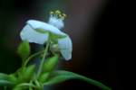 Bluejacket Spiderwort