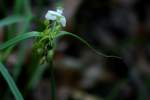 Bluejacket Spiderwort