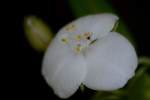 Bluejacket Spiderwort