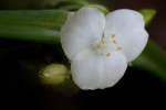 Bluejacket Spiderwort