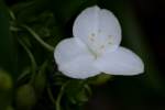 Bluejacket Spiderwort