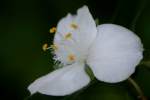 Bluejacket Spiderwort