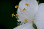 Bluejacket Spiderwort