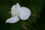 Bluejacket Spiderwort